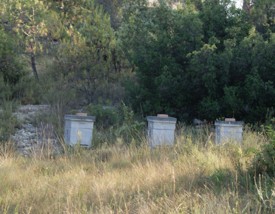 Apiculteurs - JPEG - 26.9 ko